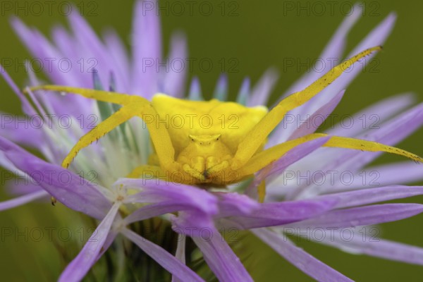 Goldenrod crab spider, Misumena vatia, yellow, sitting on flower