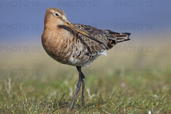 Black-tailed godwit, Limosa limosa