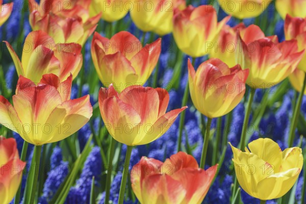 Rad and Yellow Tulips (shallow DoF) Keukenhof, Netherlands