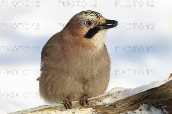 Eurasian jay, Garrulus glandarius
