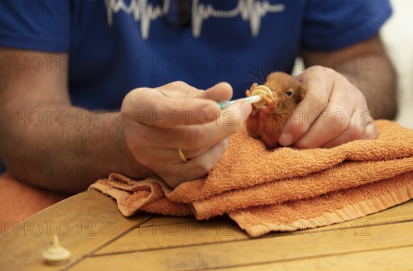 Feeds milk to squirrel by wild animal assistance