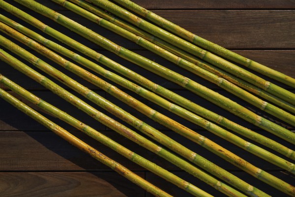 River canes green fresh for agriculture purposes in spain