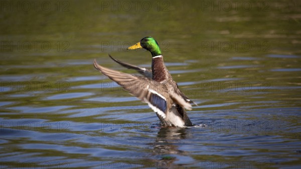 Wild Mallard Duck in a Pond, Color Image