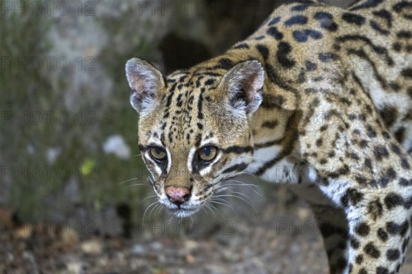 Ocelot (Leopardus pardalis), animal portrait, at night, Pantanal, inland, wetland, UNESCO Biosphere Reserve, World Heritage Site, wetland biotope, Mato Grosso, Brazil, South America