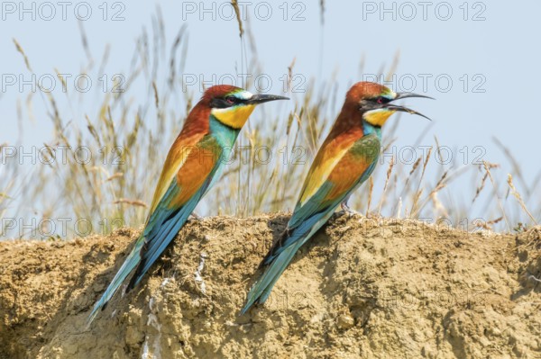 European Bee Eater (Merops Apiaster)