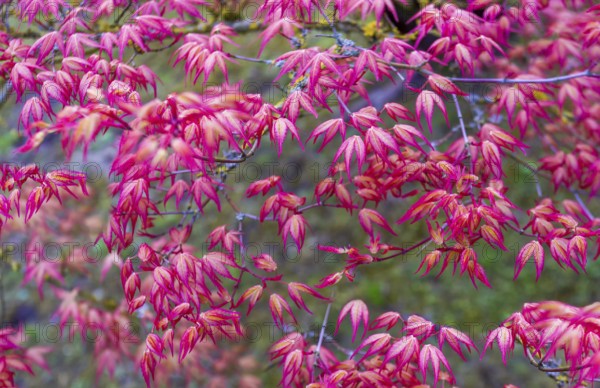 Fantastic redleaf Japanese maple: red leaves in Hasselt's Japanese garden as a backdrop., the beauty of nature in Belgian April