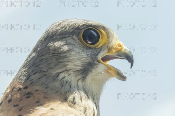 Common Kestrel Portrait Beak Wide Open (Falco tinnunculus) European kestrel