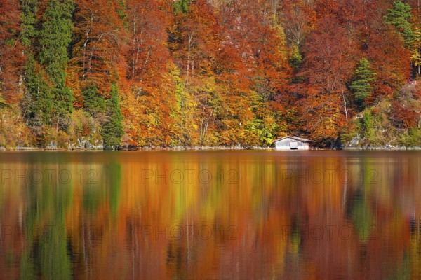 Trees with leaves in fall colors and a white wooden cottage, mirrored in the water of the Alpsee lake, located in Fussen, Germany, Europe