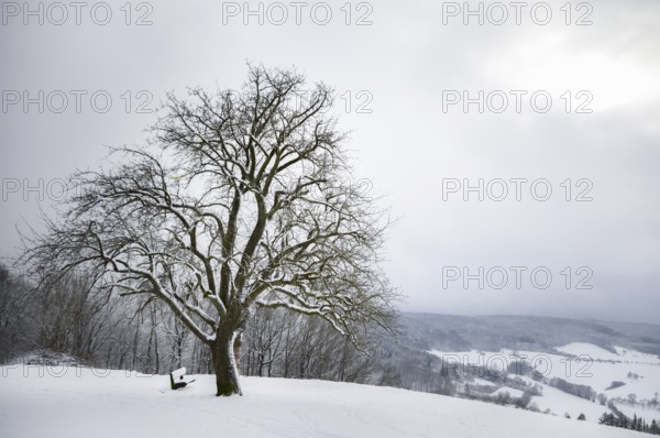 Winter landscape with a big leafless tree, on a hilltop, surrounded by snow, under an overcast sky, near Schwabisch Hall, Germany, Europe