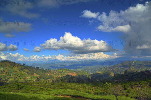 Beautiful mountain landscape with tea plantation in Sri Lanka