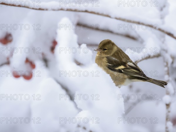 Closeup of a female chaffinch sitting on a snow covered tree