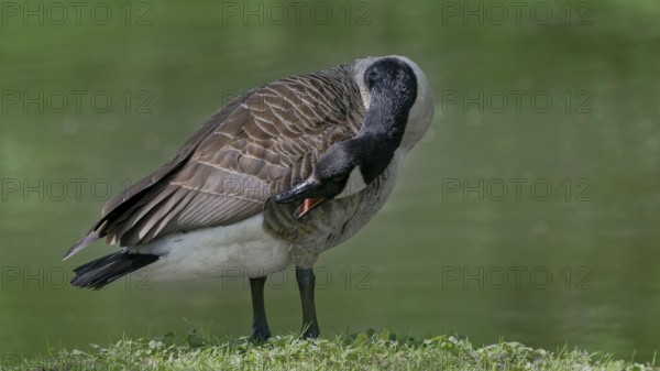 Close-up of a goose preening its feathers against a green background, Canada goose, (Branta canadensis), Combs-la-Ville, Seine-et-Marne, France, Europe