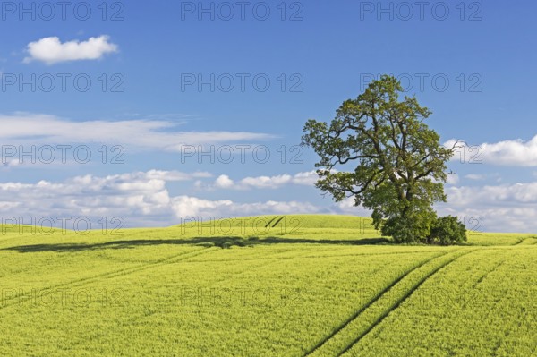 Field of barley with oak in the Holsteinische Schweiz in the district of Plön in Schleswig-Holstein, Germany. Field of barley with oak in the Holsteinische Schweiz in Schleswig-Holstein, Germany, Europe