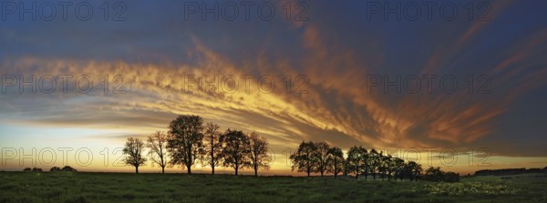 Panorama, row of trees in the approach of a cloud front