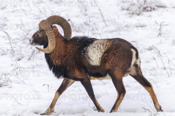 Mouflon Male in Winter Wild nature (ovis musimon)
