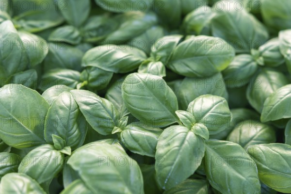 Fresh basil. Green basil. Green basil Food background. A lot of basil