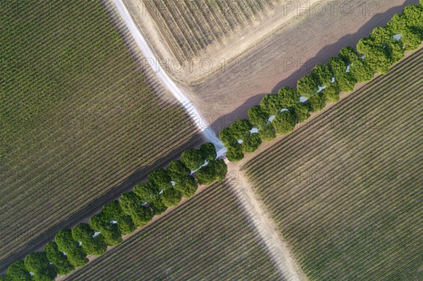 Aerial shot of a white road under two rows of pine trees in Tuscany Italy
