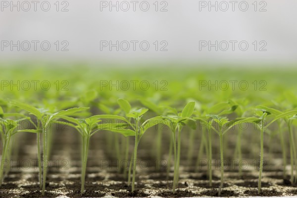 Greenhouse seedling. Close-up of green seedling growing