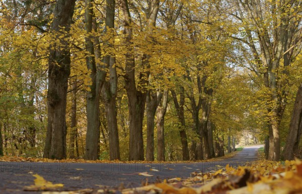 Wet autumn road, trees along the road with yellow leaves