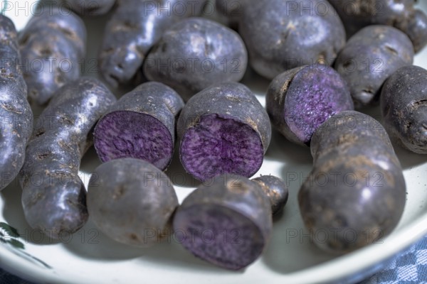 Truffle potato, Vitelotte, blue-violet potatoes in a nostalgic bowl