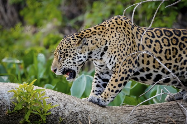 Close-up of a magnificent Jaguar standing in threatening behavior on a tree trunk, Pantanal Wetlands