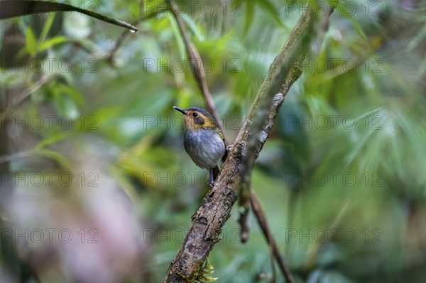 Cute Ocre-faced today flycatcher perched on a branch against defocused green background, Caraça Natural Park, Minas Gerais, Brazil, South America