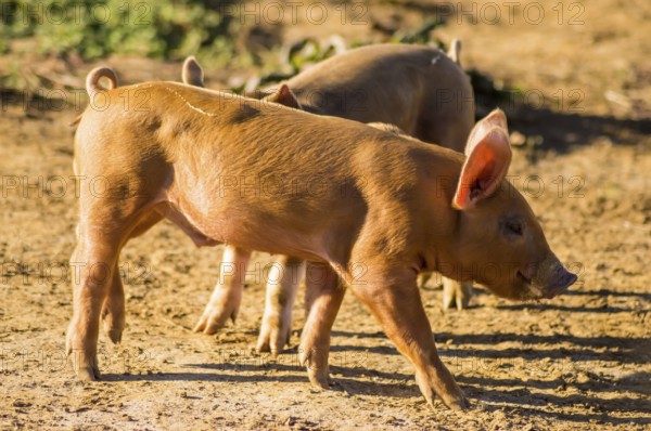 Two piglets busy feeding in a meadow of Gaume in southern Belgium