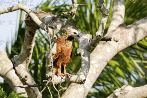 Close up of a Black-collared Hawk perched on a bare tree looking for prey, Pantanal Wetlands, Mato Grosso, Brazil, South America