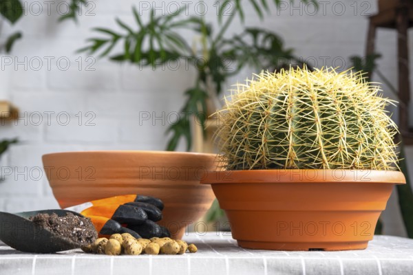 Repotting overgrown home plant large spiny cactus Echinocactus Gruzoni into new bigger pot. Caring for potted plant, protective gloves, drainage, pot, soil, a shovel on the table