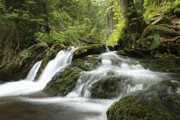 Forest stream flowing down from the mountain, Altvater Mountain, Czech Republic, Europe