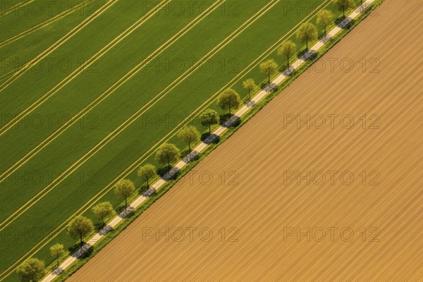 Country road between two fields