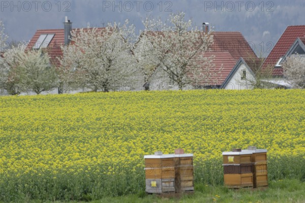 Blossoming rape field near Bibersfeld, fruit blossom, April, spring, rape honey, bee honey, bees, agriculture, honey bee, Swabian-Franconian Forest nature park Park, Schwäbisch Hall, Hohenlohe, Germany, Europe