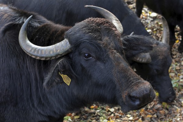 Water buffalo