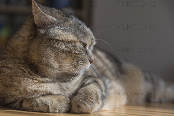 Grey tabby domestic cat lying at the table with a tired look - close-up