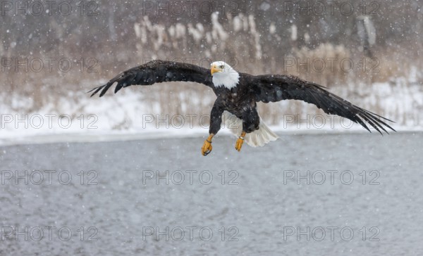 A North American bald eagle (Haliaeetus leucocephalus) at a bird of prey nature reserve
