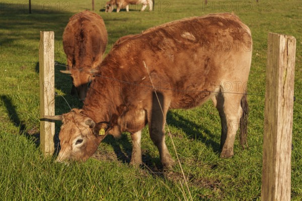 Cold pasture feeding, sunlight creates a natural atmosphere, ramsdorf, münsterland, germany