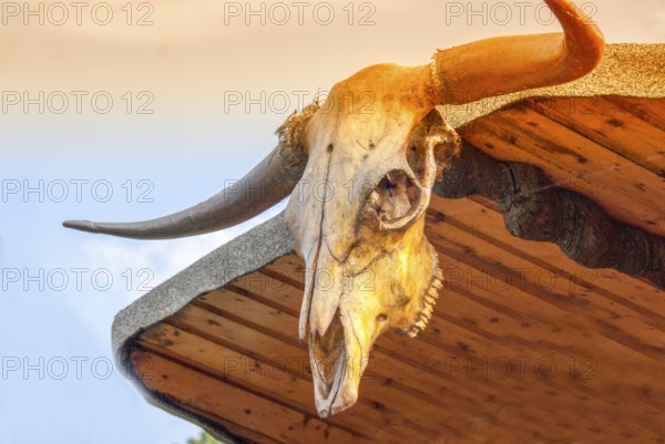 Cattle skull bull horn longhorn trophy