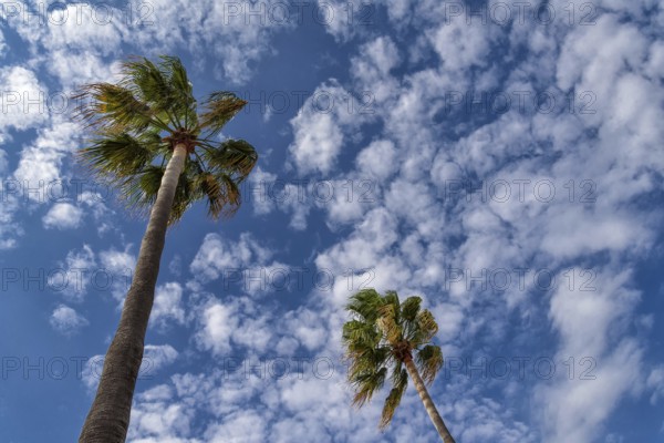 Washingtonia palms