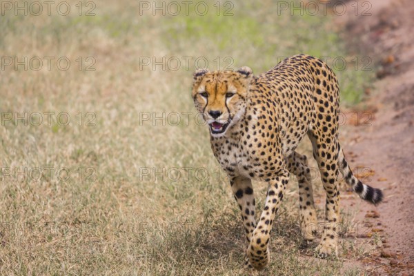The cheetah walk freely on the car tracks of the savannah. Kenya, Masai Mara Park. Jeep - safari in spring in the African savannah. Concept of exotic, extreme tourism and photo tourism