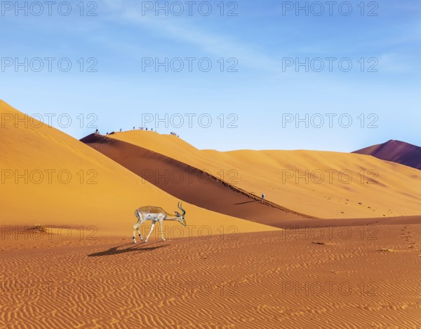 Impala black-headed antelope. Majestic orange dunes, dry lake Sussussflay. Grand trip to Namibia, Namib Naukluft desert. The concept of exotic, extreme and photo tourism