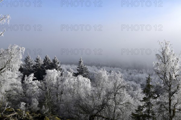 View from the summit ridge of the Mörschieder Burr in the Hunsrück-Hochwald National Park with rocks and hoarfrost on the trees on a sunny day with fog in the valley, Rhineland-Palatinate, Germany, Europe