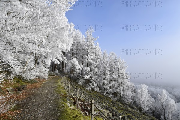 Hiking trail along the Mörschieder Burr in the Hunsrück-Hochwald National Park with hoarfrost and sun, Rhineland-Palatinate, Germany, Europe