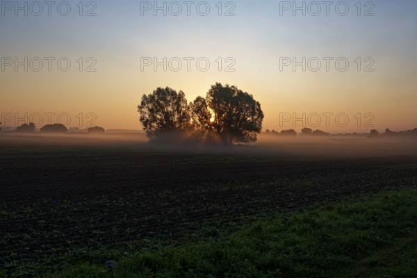 Trees in front of a dawn sky with soft fog, sunrise, field near Blengow, Rerik, Mecklenburg-Vorpommern, Germany, Europe