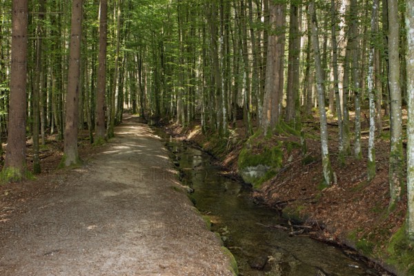 Swell ditch Stream next to path between trees