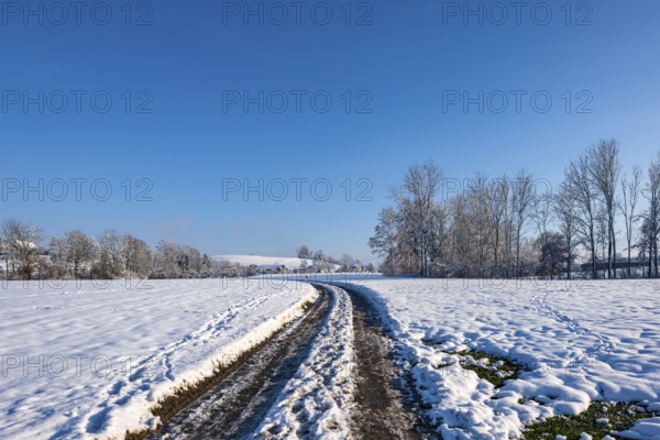 Snow-covered path through a quiet winter landscape under a clear sky, Sempach, Lucerne, Switzerland, Europe