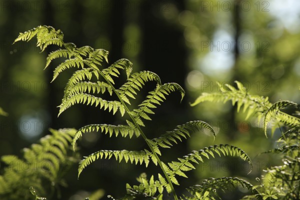 Fern in the forest on a sunny spring morning