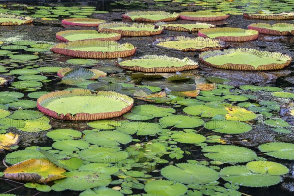 Pond, giant water lilies, Victoria, Victoria plant (Nymphaeaceae), Sir Seewoosagur Ramgoolam Botanical Garden, SSR Botanical Garden, also Pamplemousses Botanical Garden, botanical garden, Indian Ocean, island, Mauritius, Africa