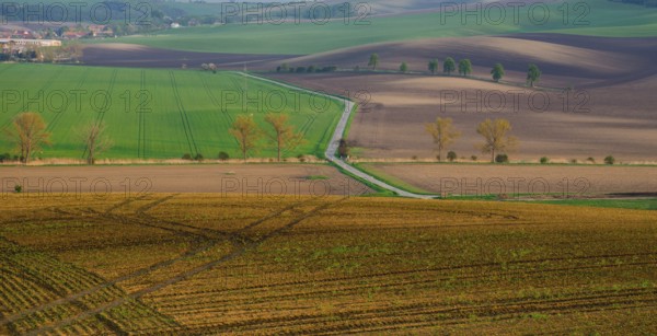 Rural abstract landscape with chestnut alley in South Moravia, Czech Republic, Europe