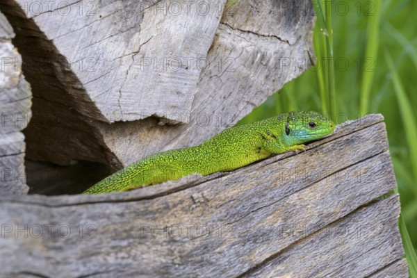 Western green lizard (Lacerta bilineata) resting between wooden pieces, surrounded by natural environment, Vogtsburg am Kaiserstuhl, Baden-Württemberg, Germany, Europe