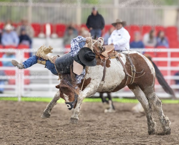 Rodeo ride at the Bucking Horse Sale, Rodeo, Miles City, Montana, USA, North America